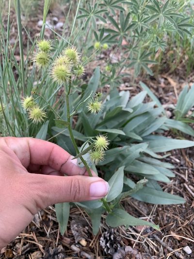 Hackelia nervosa, photographed by Christina Fogarty