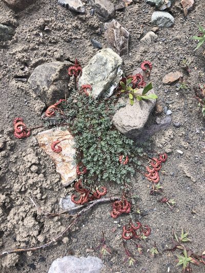 Astragalus nutzotinensis, photographed by Allison Gray