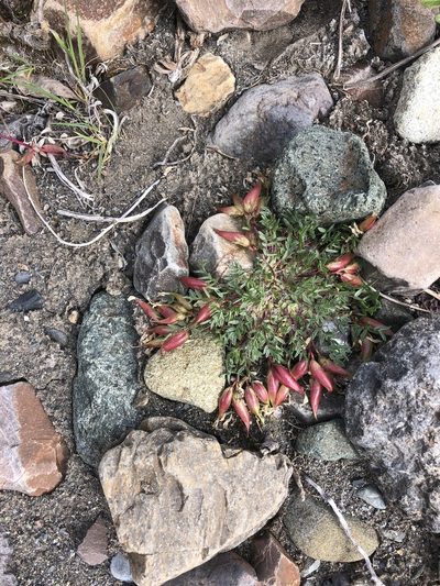 Oxytropis huddelsonii, photographed by Allison Gray