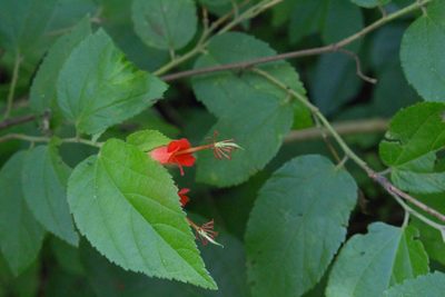 Helicteres guazumifolia, photographed by Jake Rehage