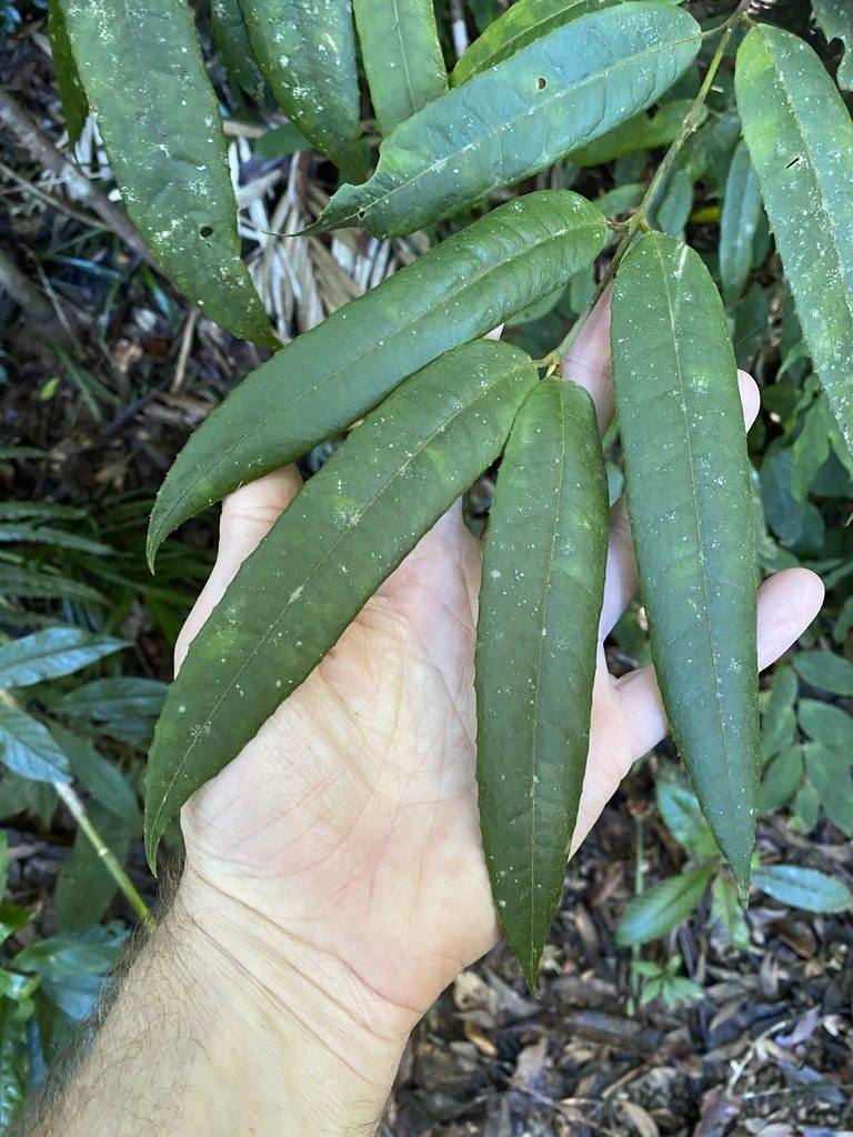 Austromatthaea elegans, photographed by Greg Tasney