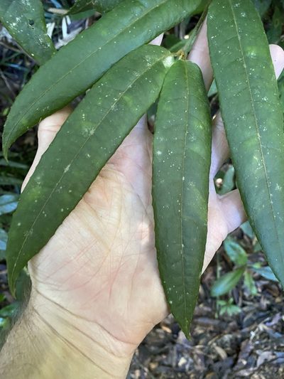 Austromatthaea elegans, photographed by Greg Tasney