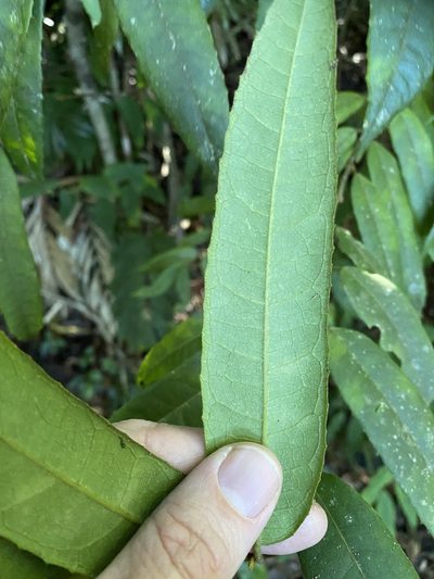 Austromatthaea elegans, photographed by Greg Tasney