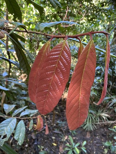 Cryptocarya mackinnoniana, photographed by Greg Tasney