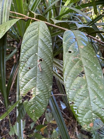 Cryptocarya mackinnoniana, photographed by Greg Tasney