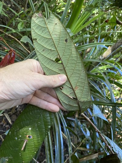 Cryptocarya mackinnoniana, photographed by Greg Tasney