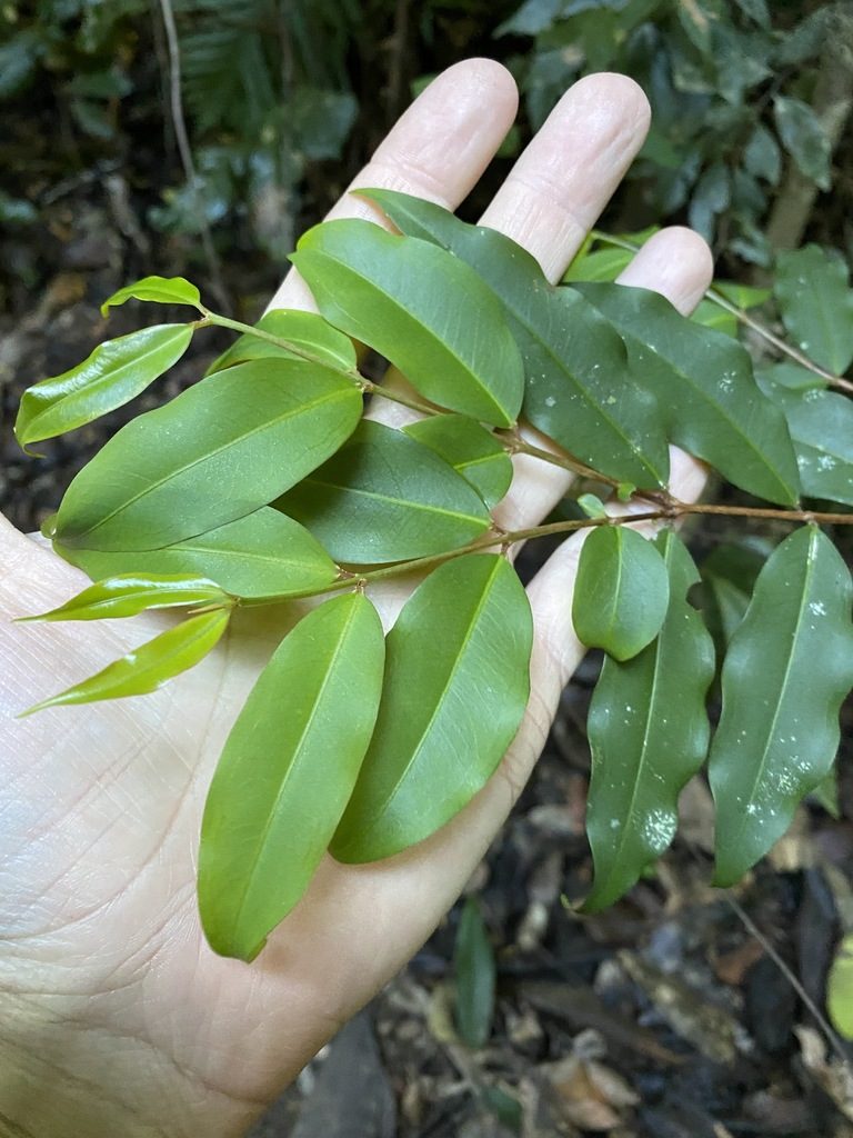 Pilidiostigma tropicum, photographed by Greg Tasney
