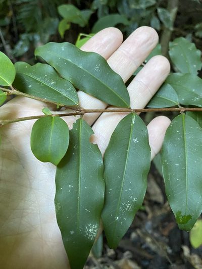 Pilidiostigma tropicum, photographed by Greg Tasney
