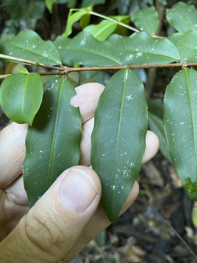 Pilidiostigma tropicum, photographed by Greg Tasney