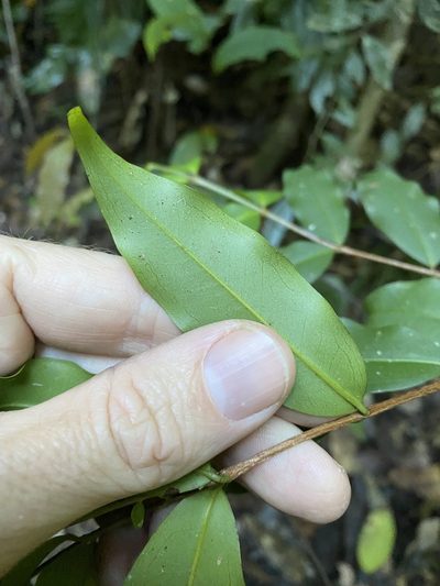 Pilidiostigma tropicum, photographed by Greg Tasney