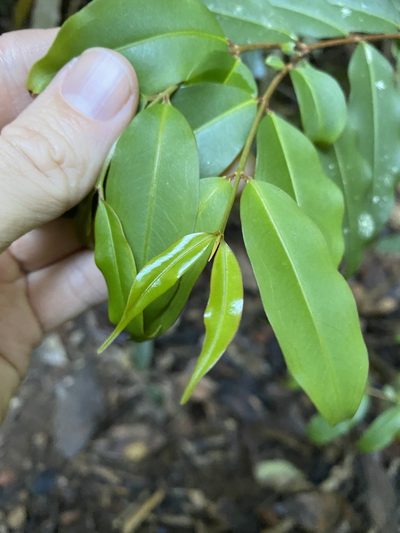 Pilidiostigma tropicum, photographed by Greg Tasney