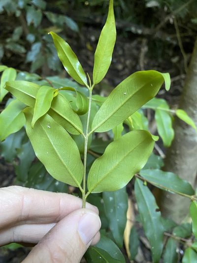 Pilidiostigma tropicum, photographed by Greg Tasney