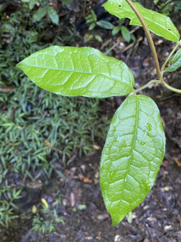 Palmeria scandens, photographed by Greg Tasney