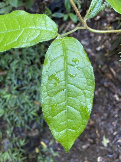 Palmeria scandens, photographed by Greg Tasney