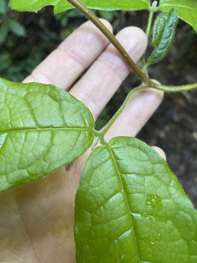 Palmeria scandens, photographed by Greg Tasney