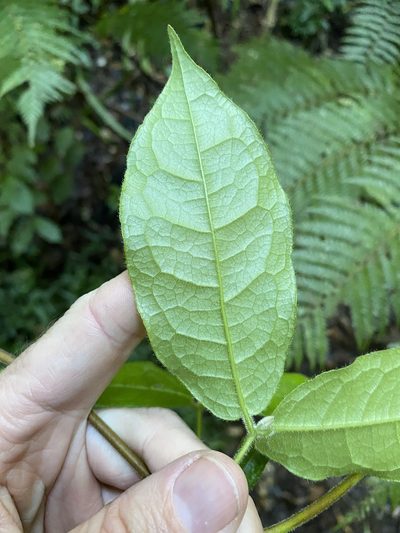 Palmeria scandens, photographed by Greg Tasney