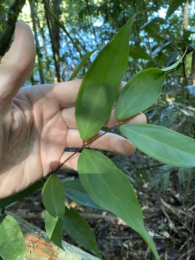 Rhodamnia sessiliflora, photographed by Greg Tasney