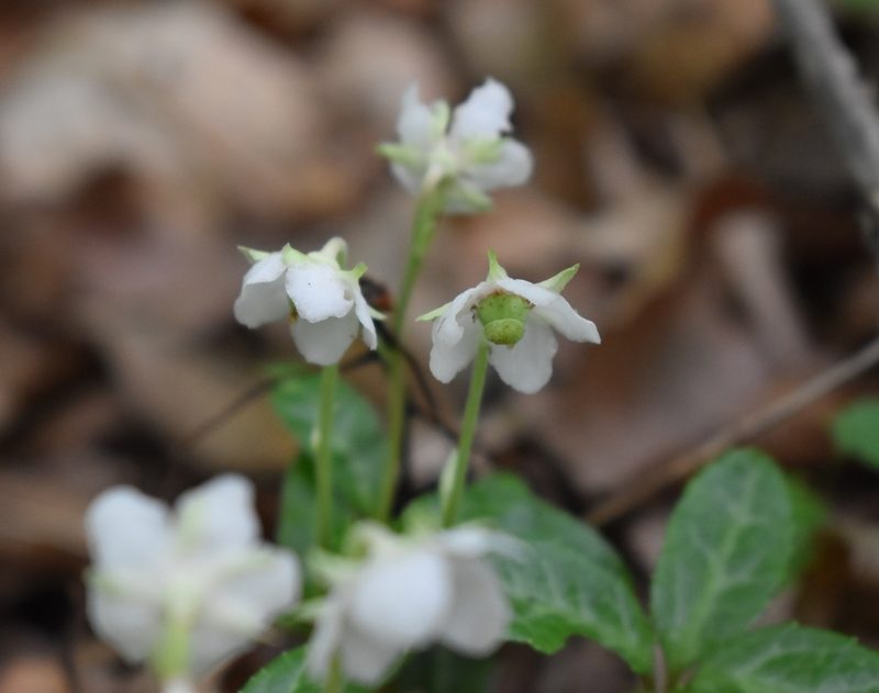 Chimaphila japonica, photographed by Repina Tatyana