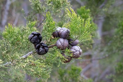 Callitris preissii, photographed by Kym Nicolson