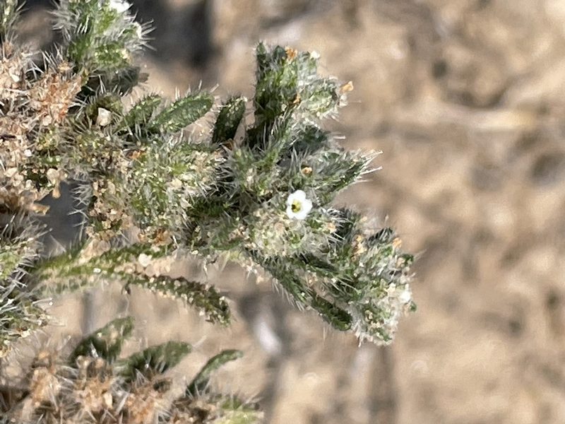 Cryptantha minima, photographed by Bobby McCabe