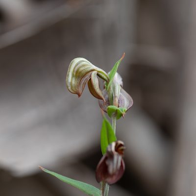 Pterostylis sanguinea, photographed by Kym Nicolson