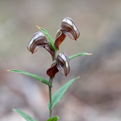 Pterostylis sanguinea, photographed by Kym Nicolson