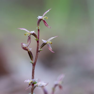 Acianthus pusillus, photographed by Kym Nicolson