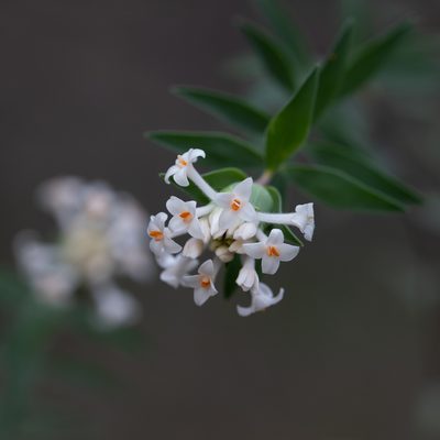 Pimelea stricta, photographed by Kym Nicolson