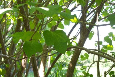 Jatropha curcas, photographed by Jake Rehage