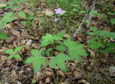 Geranium maximowiczii, photographed by Repina Tatyana