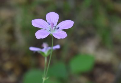 Geranium maximowiczii, photographed by Repina Tatyana