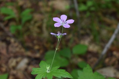 Geranium maximowiczii, photographed by Repina Tatyana