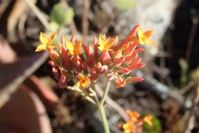 Kalanchoe rotundifolia, photographed by Andrew Deacon