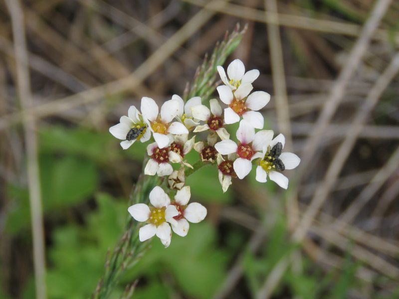 Suksdorfia ranunculifolia, photographed by Erin Springinotic