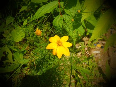 Coreopsis verticillata, photographed by Eric Schmidt