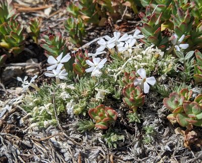 Phlox condensata, photographed by Edward Ricemeyer