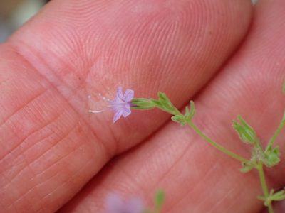 Allophyllum glutinosum, photographed by George Williams