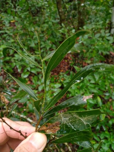 Acacia fasciculifera, photographed by Tony van Kampen