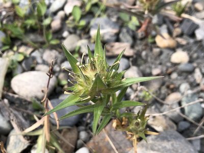 Collomia linearis, photographed by Jason Grant