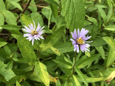 Eurybia sibirica, photographed by Jason Grant