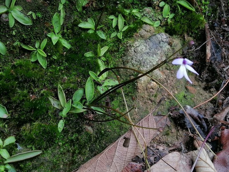 Pinguicula parvifolia, photographed by Erick Vélez Sánchez