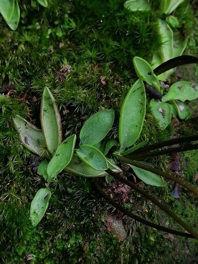 Pinguicula parvifolia, photographed by Erick Vélez Sánchez