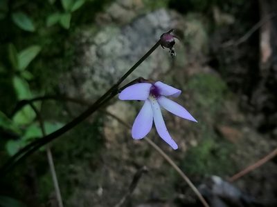 Pinguicula parvifolia, photographed by Erick Vélez Sánchez