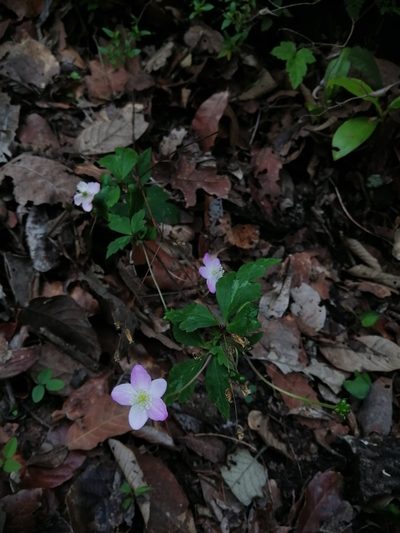 Knowltonia mexicana, photographed by Erick Vélez Sánchez
