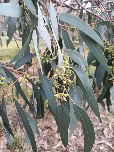 Eucalyptus blakelyi, photographed by Matthew Lincoln