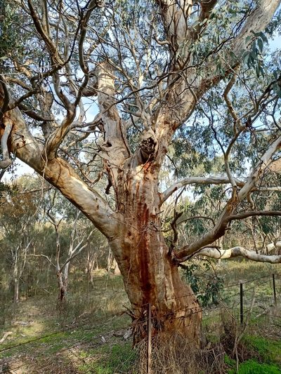 Eucalyptus blakelyi, photographed by Matthew Lincoln