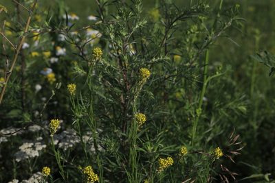 Erysimum hieraciifolium, photographed by Нурхайдарова Татьяна