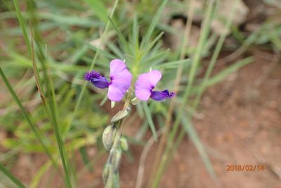 Polygala rehmannii, photographed by Peter Warren