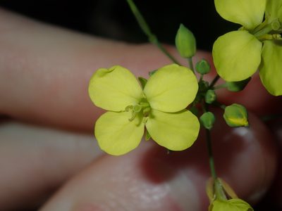 Brassica fruticulosa, photographed by Thomas Mesaglio
