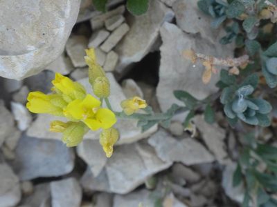 Alyssum flexicaule, photographed by Ben Costamagna